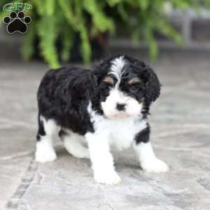 Copy of Miles, Cavapoo Puppy